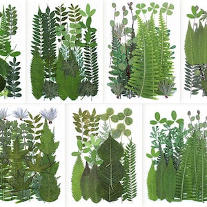 Puede incluir: Una colección de hojas y follaje verdes prensados, que incluye helechos, tréboles y varias formas de hojas, dispuestas sobre un fondo blanco. Las hojas varían en tonos de verde, creando un tema natural y botánico.