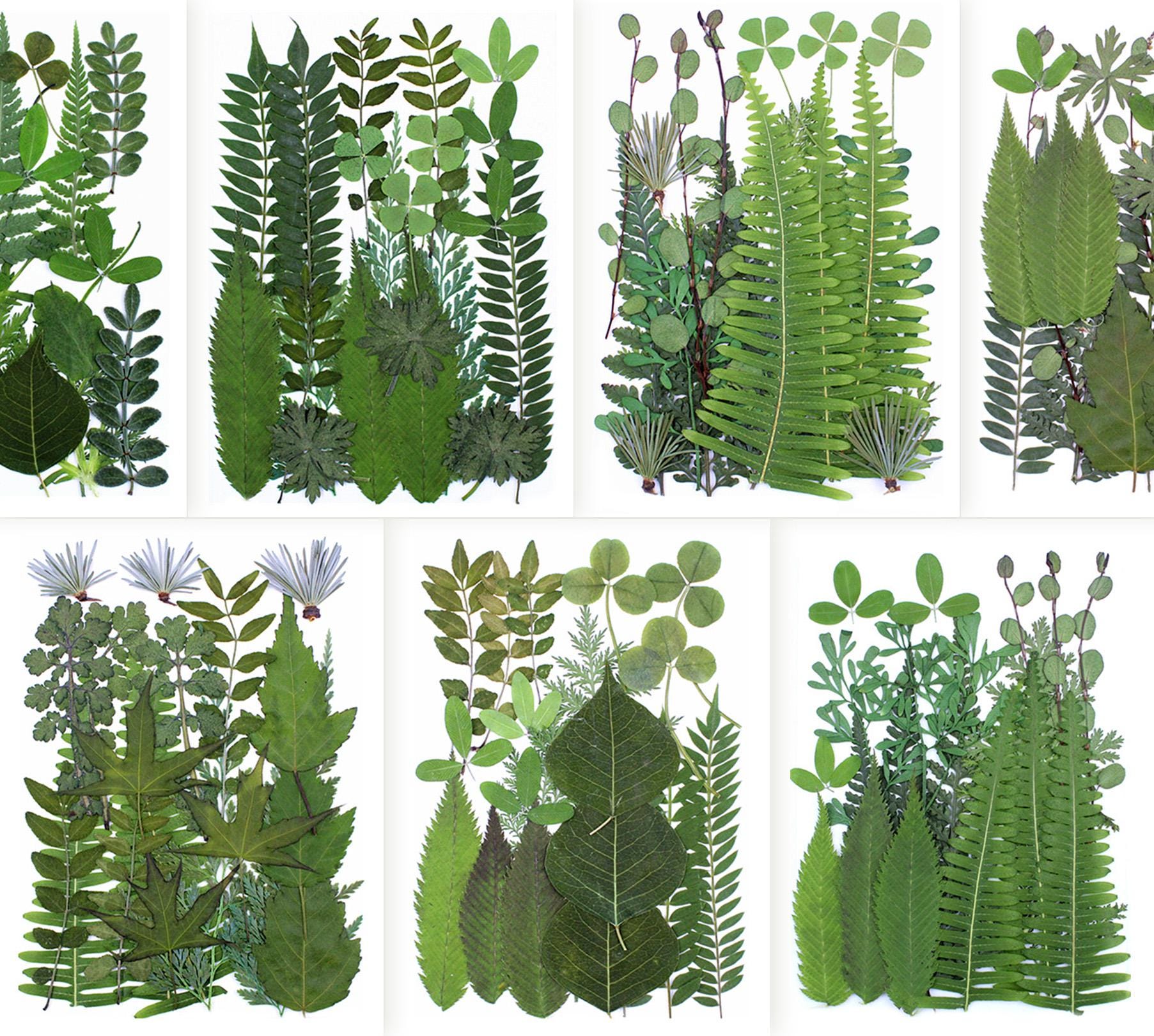 Random Greenery A Pack of 21 PCS Dried Pressed Leaves, Random Mini Dried Greenery ...