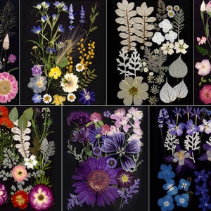 Puede incluir: Una colección de flores y follaje prensados, dispuestos sobre un fondo negro. El surtido incluye varios colores y tipos de flores, como rosa, morado, blanco, amarillo y azul, con hojas y tallos delicados. La disposición es probablemente para manualidades o fines decorativos.