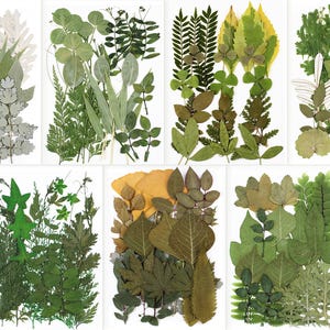 May include: Arrangement of pressed leaves in various shades of green, yellow, and brown. The leaves are arranged on a white background, showcasing different shapes and textures. The collection includes ferns, clovers, and other foliage, creating a natural, botanical theme.