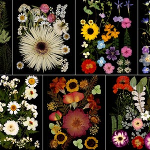 Può includere: Una collezione di fiori e fogliame pressati disposti su sfondo nero. La composizione include margherite, girasoli e altri fiori colorati. I fiori pressati sono in vari colori, tra cui bianco, giallo, rosa e viola.