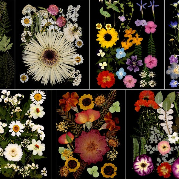 May include: A collection of pressed flowers and foliage arranged on a black background. The arrangement includes daisies, sunflowers, and other colorful blooms. The pressed flowers are in various colors, including white, yellow, pink, and purple.