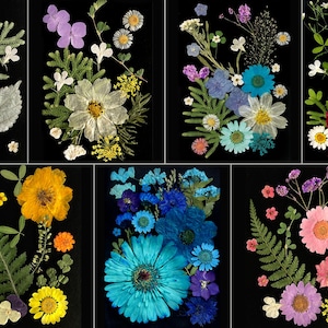 Peut inclure: Plusieurs compositions de fleurs et de feuillages pressés sur fond noir. Les arrangements présentent une variété de couleurs, dont le blanc, le jaune, l'orange, le bleu et le rose. Différents types de fleurs et textures de feuilles sont mis en valeur.