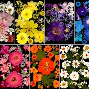 Può includere: Un collage di fiori pressati in vari colori, tra cui rosa, giallo, arancione, viola e bianco, su sfondo nero. I fiori sono disposti in sezioni rettangolari, mostrando diverse composizioni floreali.