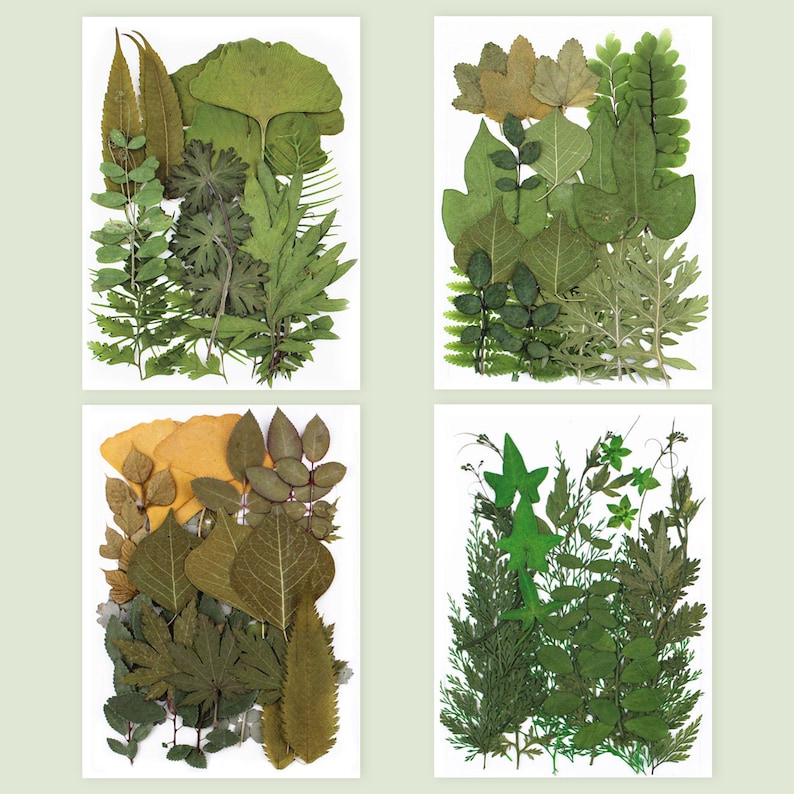 Random Greenery A Pack of 21 PCS Dried Pressed Leaves, Random Mini Dried Greenery ...
