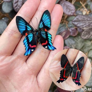 Könnte beinhalten: Ein leuchtend blauer und schwarzer Schmetterling mit roten Akzenten liegt auf einer Hand und zeigt seine komplizierten Flügelmuster. Ein kleineres inset-Bild zeigt einen ähnlichen Schmetterling mit einem schwarz-roten Farbschema. Der Hintergrund zeigt grünes und violettes Laub.