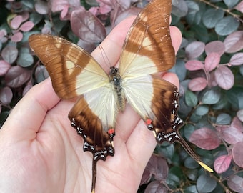 Real Butterfly Specimen, Preserved Spread butterfly, Butterfly DIY Crafts, Gift for Nature Lovers,  Moth Specimen Gift, Nature Wall Decor
