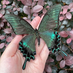 Real Butterfly Specimen, Preserved Spread butterfly, Butterfly DIY Crafts, Gift for Nature Lovers,  Moth Specimen Gift, Nature Wall Decor