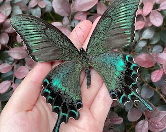 Real Butterfly Specimen, Preserved Spread butterfly, Butterfly DIY Crafts, Gift for Nature Lovers,  Moth Specimen Gift, Nature Wall Decor