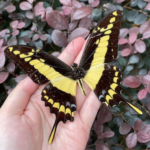 Puede incluir: Se muestra una mariposa con alas negras y amarillas. Las alas son predominantemente negras con patrones amarillos brillantes. La mariposa se sostiene en una mano, con un fondo de hojas verdes y moradas.
