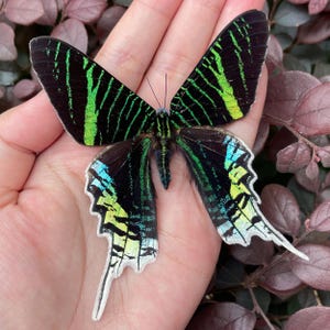 Real Preserved Butterfly, Spread Butterfly Taxadermy, Real Butterfly Wings, Insect Specimen Gift, Insect Frame Gift, Christmas Gift