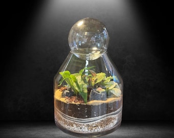 Puede incluir: Un terrario de vidrio transparente con una parte superior redondeada y una pequeña planta en su interior. El terrario está lleno de arena, tierra y pequeñas piedras.