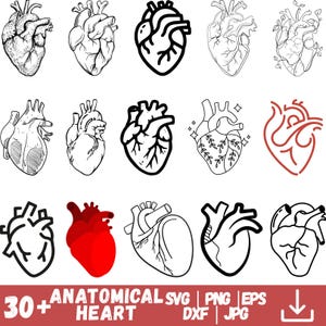 Anatomical Heart svg bundle, Flower Heart Svg, Nurse Life, Human Heart Svg, Heart S, Anatomy Svg, Medical Svg, Cut File Cricut, Silhouette