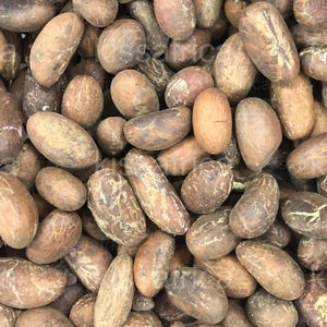 6 Petit Cola Nuts – Natural Bitter Nut – Garcinia Cola – Traditional African Energizer – Raw Unprocessed Product