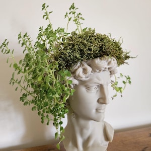 May include: A gray bust of a classical figure, repurposed as a planter. The head is adorned with green plants and moss, creating a unique and artistic display. The bust is made of a light gray material and sits on a round base.
