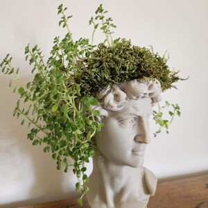 May include: A gray bust of a classical figure, repurposed as a planter. The head is adorned with green plants and moss, creating a unique and artistic display. The bust is made of a light gray material and sits on a wooden surface.