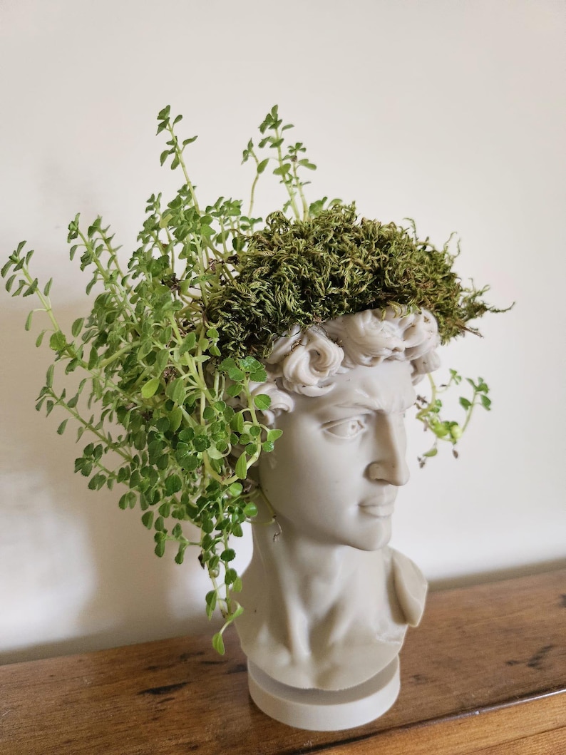 May include: A gray bust of a classical figure, repurposed as a planter. The head is adorned with green plants and moss, creating a unique and artistic display. The bust is made of a light gray material and sits on a wooden surface.