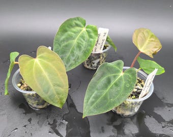 Anthurium Papillilaminum Fort Sherman X ( FS X Ralph Lynam), Exact