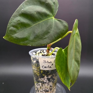 Anthurium Blue Velvet - Etsy