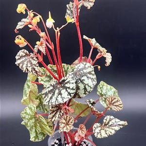 Begonia Botanicaz 92