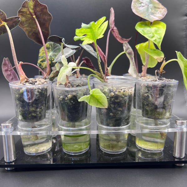 Acrylic Shot Holder for Corms - Plants not included**