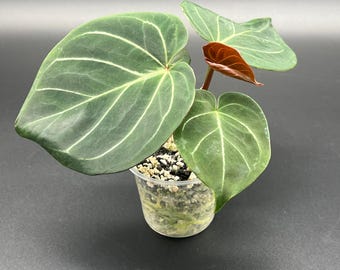 Seed Grown Anthurium King of Spades X (silver Blush X Dorayaki
