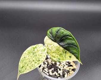 Alocasia Baginda 