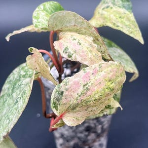 zollinger saatgut Lauch Dubouchet Selektion Z Bio Saatgut