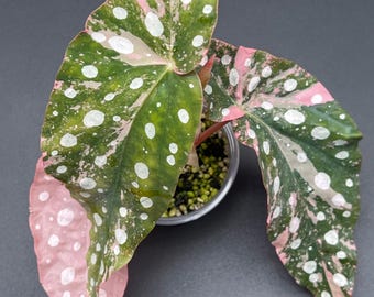 Begonia Maculata Pink Variegated
