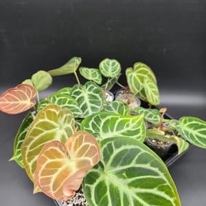 Anthurium Magnificum X Silver Blush - Etsy