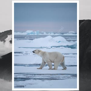 Polar Bear Wall Art | Digital Download | Arctic Poster | Wildlife Print | Ice Bear Art | Instant Download | Printable