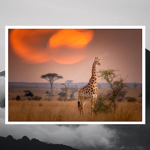 Giraffe Sunset Safari Art | Africa Wildlife Print | Printable Wall Art | Safari Poster | Digital Download