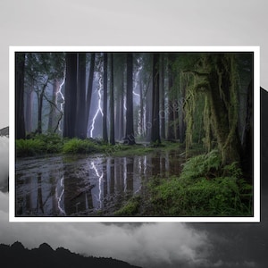 May include: A dramatic landscape photograph of a forest during a thunderstorm. Lightning strikes illuminate the tall trees and reflect in the water on the forest floor. The scene is framed in a white border.