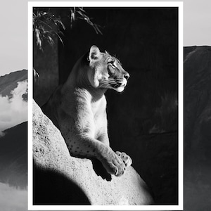 Black White Lion Portrait | Majestic Wall Art Print | Printable Poster | Lion Photography | Digital Download