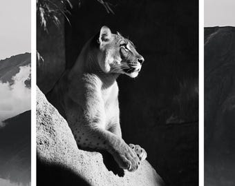 Black White Lion Portrait | Majestic Wall Art Print | Printable Poster | Lion Photography | Digital Download