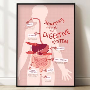 Spijsvertering kinderposter - educatieve print menselijk lichaam - kunst aan de muur homeschool wetenschap - grafiek anatomie leren - digitale download