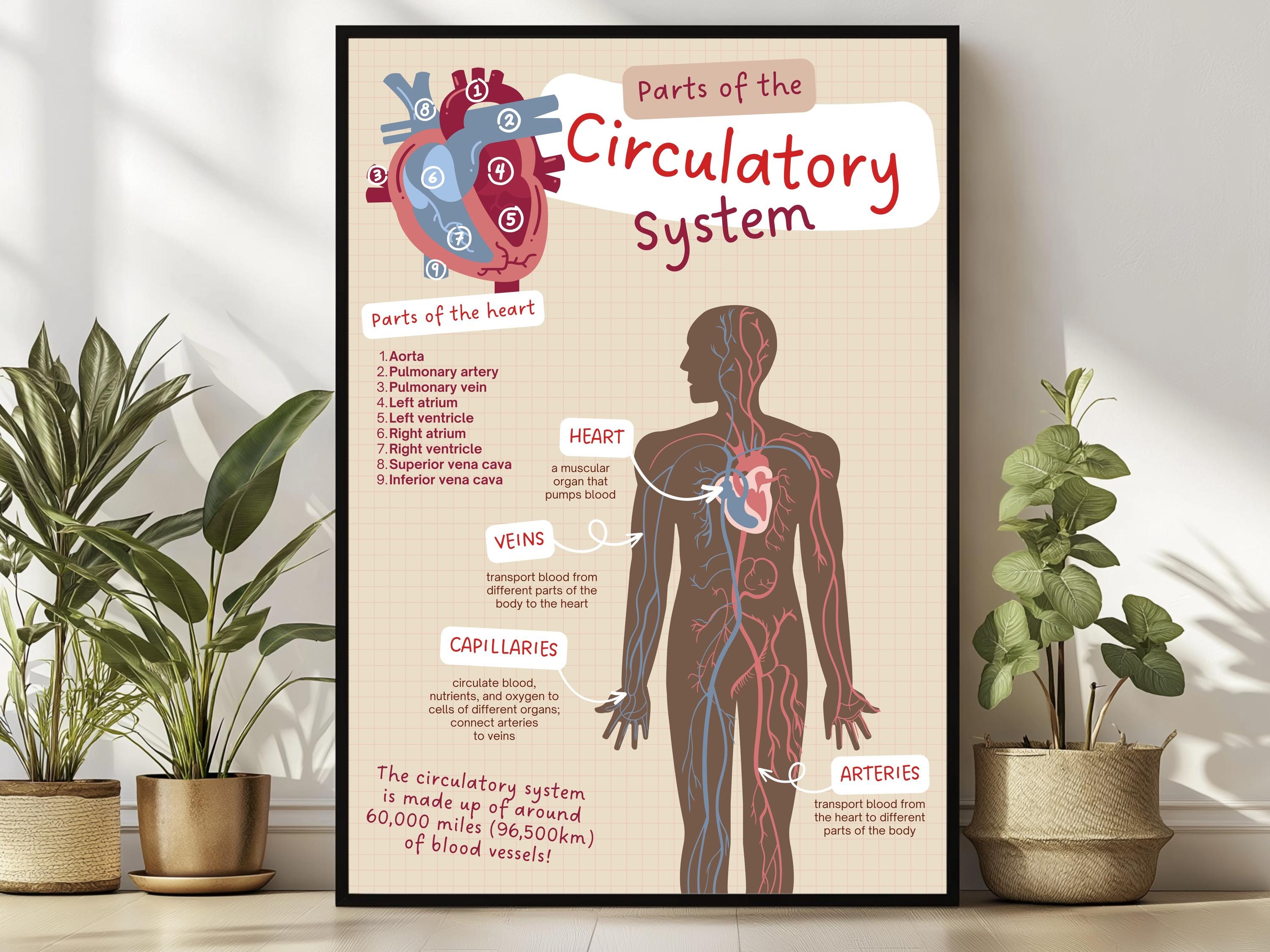 Inspannings- fysiologie bij kinderen, image size:3000x2250