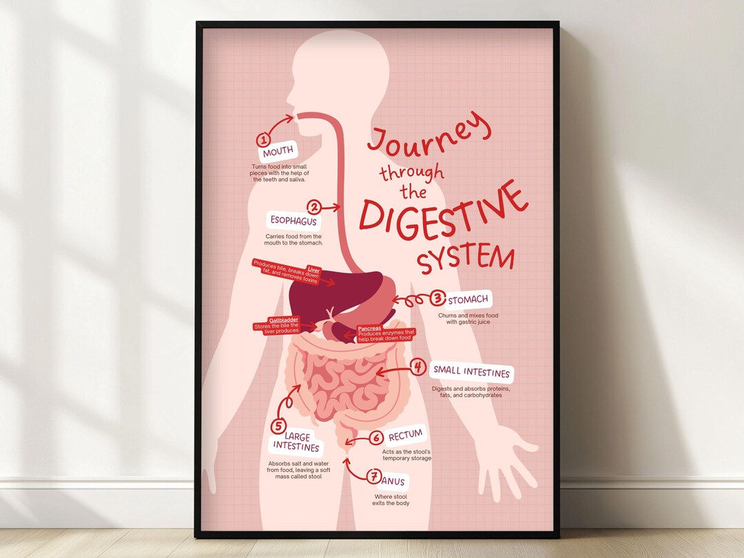 Digestive System Poster: Human Body Anatomy Print, Science Classroom ...