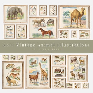 60+ Vintage Animal Illustrations | Digital Download | Antique Zoology Prints | Educational Nature Wall Art | Wildlife Posters |