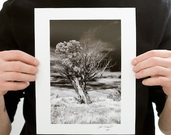 Tree in a Field Photograph (9 x 6 inch Fine Art Print) Black & White Nature Photography