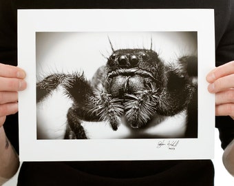 Jumping Spider Photograph (9 x 6 inch Fine Art Print) Black and White Macro Photography