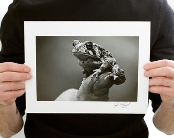 American Toad Close Up Photograph (9 x 6 inch Fine Art Print) Black & White Nature Photography