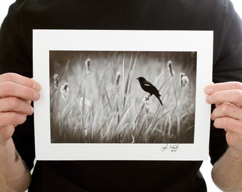 Red-winged Blackbird Photograph (9 x 6 inch Fine Art Print) Black & White Bird Photograph Nature Home Decor