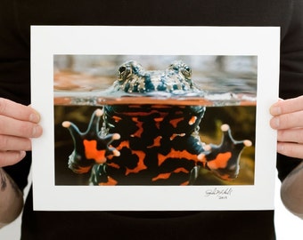 Fire-Bellied Toad Close Up Photograph (9 x 6 inch Fine Art Print) Animal & Nature Photography