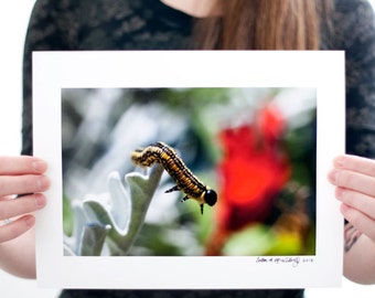 Yellow Caterpillar Photograph (9 x 6 inch Fine Art Print) Macro Nature Photography