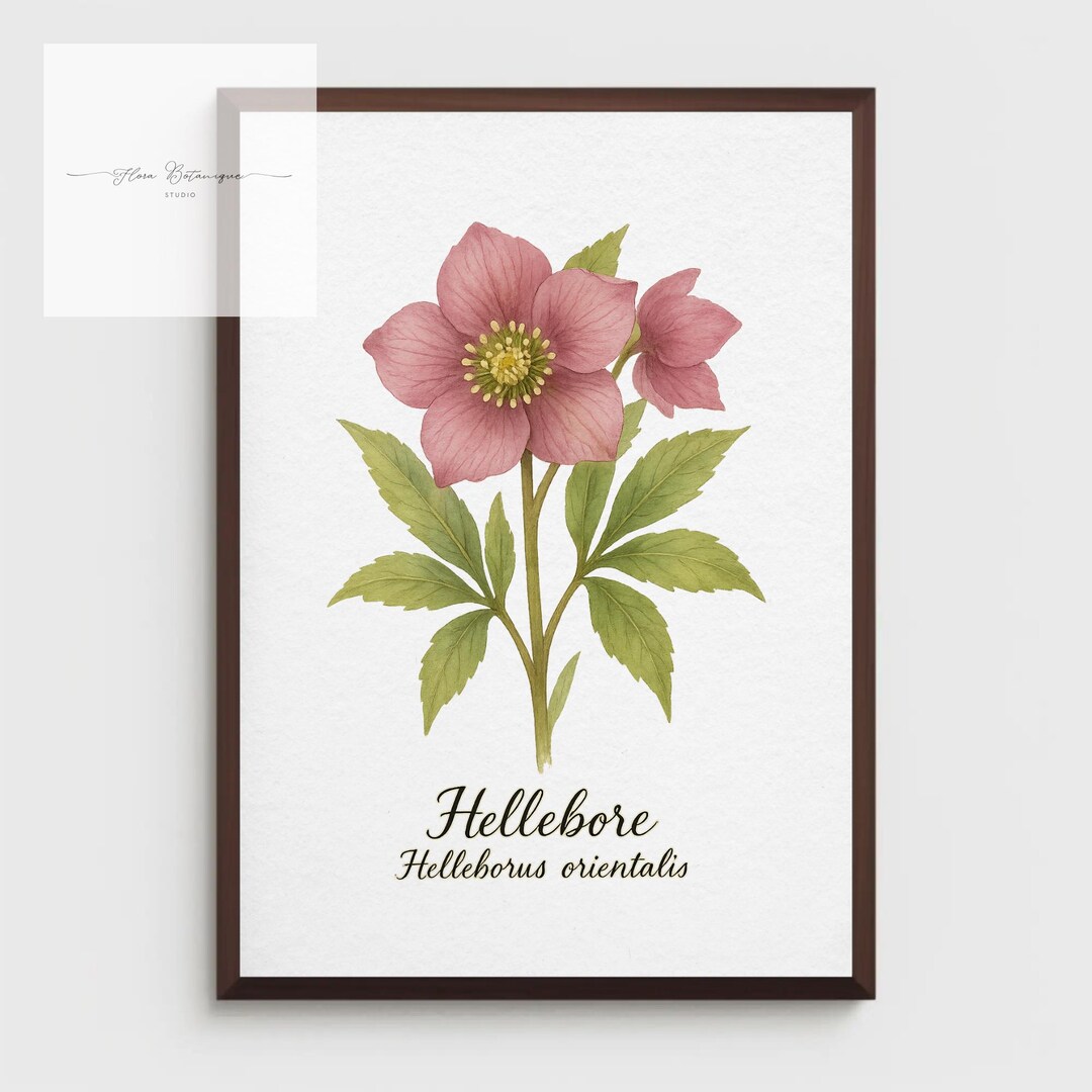 Hellebore Botanical Print – Vintage Floral A4 Wall Art for Home Decor ...