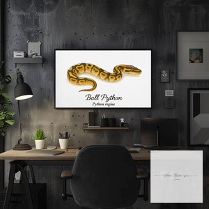 Kungspyton (Python regius) Akvarell Vetenskaplig Illustration Tryck – bild 3