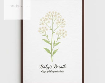 Baby's Breath Botanical Print – Vintage Floral A4 Wall Art for Home Decor