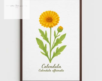 Calendula Botanical Print – Vintage Floral A4 Wall Art for Home Decor