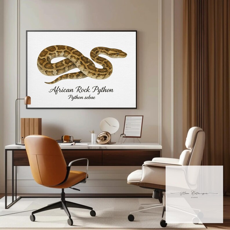 May include: A framed print showing an African Rock Python illustration. The snake is brown and tan with a patterned design. The text "African Rock Python" and "Python sebae" are below the image. The print is displayed in a modern office setting with a desk and chairs.
